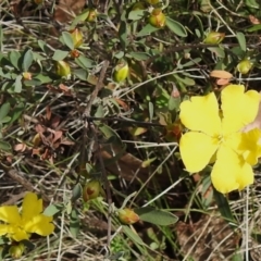 Hibbertia obtusifolia (Grey Guinea-flower) at Rendezvous Creek, ACT - 18 Dec 2023 by JohnBundock