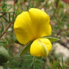 Gompholobium huegelii (Pale Wedge Pea) at Namadgi National Park - 18 Dec 2023 by JohnBundock