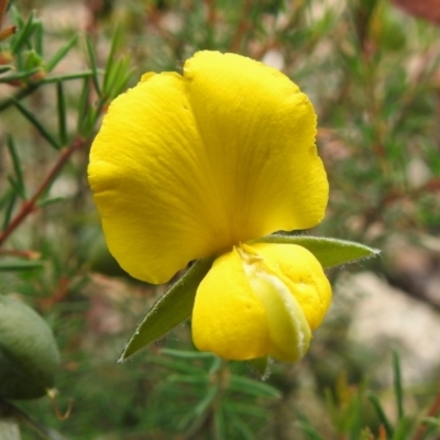 Gompholobium huegelii (pale wedge–pea) at Namadgi National Park - 19 Dec 2023 by JohnBundock