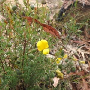 Gompholobium huegelii at Namadgi National Park - 19 Dec 2023