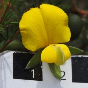 Gompholobium huegelii at Namadgi National Park - 19 Dec 2023