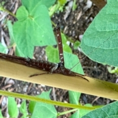 Unidentified Insect at Aranda, ACT - 14 Dec 2023 by KMcCue