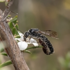 Tiphiidae (family) (Unidentified Smooth flower wasp) at Aranda Bushland - 19 Dec 2023 by Roger