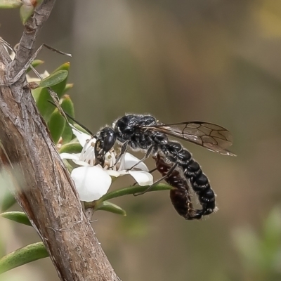 Tiphiidae sp. (family) (Unidentified Smooth flower wasp) at Belconnen, ACT - 19 Dec 2023 by Roger
