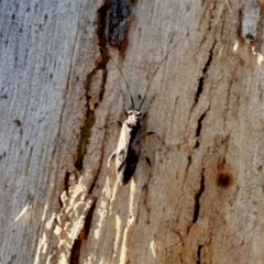 Miridae (family) (Unidentified plant bug) at Aranda, ACT - 15 Dec 2023 by KMcCue