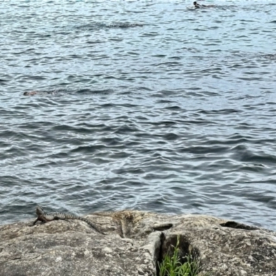 Intellagama lesueurii lesueurii (Eastern Water Dragon) at Manly, NSW - 18 Dec 2023 by KMcCue