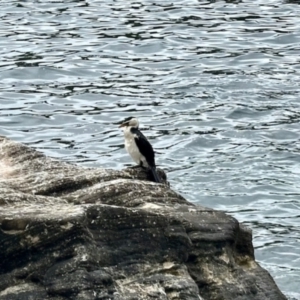 Microcarbo melanoleucos at Manly, NSW - 18 Dec 2023 11:27 AM