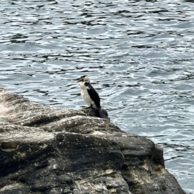 Microcarbo melanoleucos (Little Pied Cormorant) at Manly, NSW - 18 Dec 2023 by KMcCue