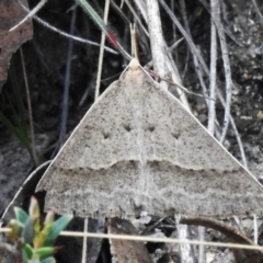 Epidesmia hypenaria (Long-nosed Epidesmia) at Rendezvous Creek, ACT - 18 Dec 2023 by JohnBundock