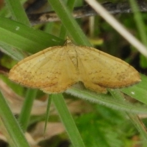 Chrysolarentia correlata at Namadgi National Park - 19 Dec 2023