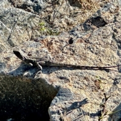 Amphibolurus muricatus (Jacky Lizard) at Birrigai - 13 Dec 2023 by jac