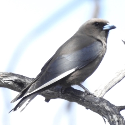 Artamus cyanopterus cyanopterus (Dusky Woodswallow) at Namadgi National Park - 18 Dec 2023 by JohnBundock