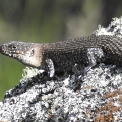 Egernia cunninghami (Cunningham's Skink) at Namadgi National Park - 19 Dec 2023 by JohnBundock