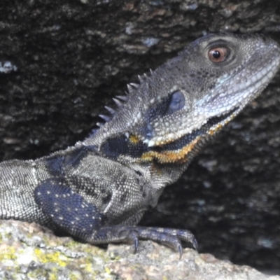 Intellagama lesueurii howittii (Gippsland Water Dragon) at Namadgi National Park - 19 Dec 2023 by JohnBundock