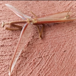 Tenodera australasiae at Birrigai - 13 Dec 2023 02:00 PM