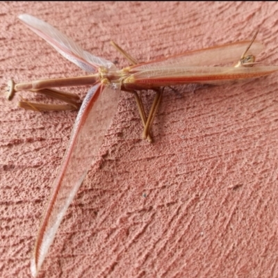 Tenodera australasiae (Purple-winged mantid) at Birrigai - 13 Dec 2023 by jac