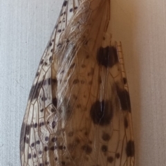 Archichauliodes (Riekochauliodes) guttiferus (Dobsonfly or Fishfly) at Birrigai - 13 Dec 2023 by jac