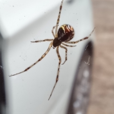 Latrodectus hasselti at Kambah, ACT - 10 Dec 2023 by jac