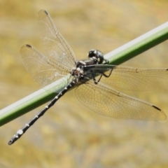 Eusynthemis brevistyla (Small Tigertail) at Namadgi National Park - 19 Dec 2023 by JohnBundock