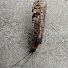 Archichauliodes (Riekochauliodes) guttiferus (Dobsonfly or Fishfly) at Birrigai - 11 Dec 2023 by jac