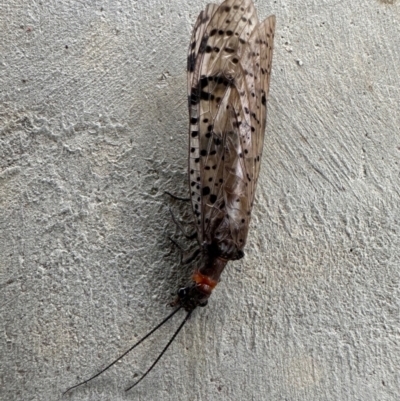 Archichauliodes (Riekochauliodes) guttiferus (Dobsonfly or Fishfly) at Birrigai - 10 Dec 2023 by jac