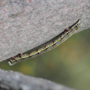 Chlenias banksiaria group at Namadgi National Park - 18 Dec 2023