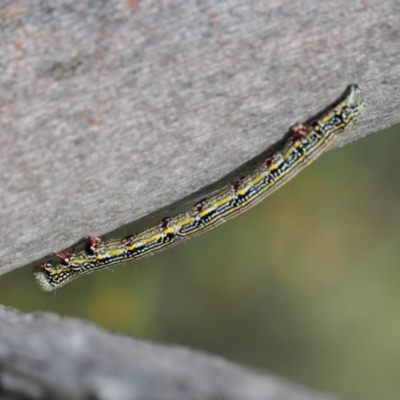 Chlenias banksiaria group (A Geometer moth) at Cotter River, ACT - 18 Dec 2023 by RAllen