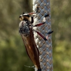 Asilidae (family) at Paddys River, ACT - 14 Dec 2023 by jac