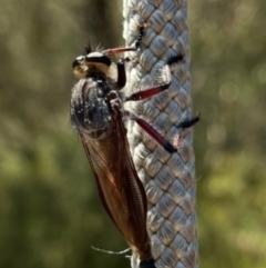 Unidentified Robber fly (Asilidae) at Birrigai - 14 Dec 2023 by jac