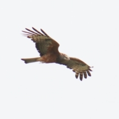 Lophoictinia isura (Square-tailed Kite) at Wingecarribee Local Government Area - 19 Dec 2023 by JanHartog