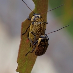 Aporocera (Aporocera) erosa (A leaf beetle) at Murrumbateman, NSW - 18 Dec 2023 by SimoneC