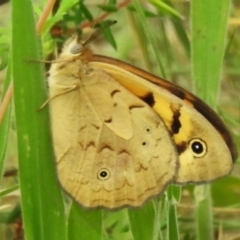 Heteronympha merope (Common Brown Butterfly) at Namadgi National Park - 18 Dec 2023 by JohnBundock