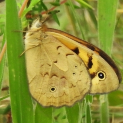 Heteronympha merope (Common Brown Butterfly) at Rendezvous Creek, ACT - 18 Dec 2023 by JohnBundock