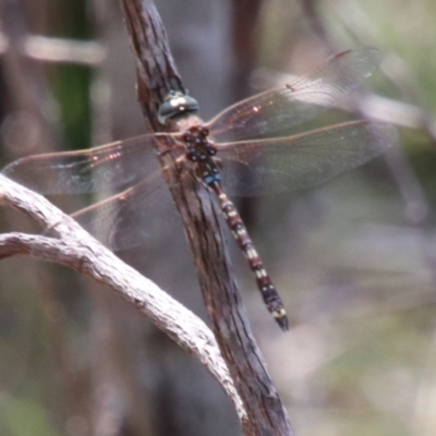 Adversaeschna brevistyla (Blue-spotted Hawker) at Wingecarribee Local Government Area - 18 Dec 2023 by JanHartog