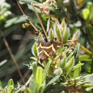 Chrysolarentia oxygona at Namadgi National Park - 18 Dec 2023