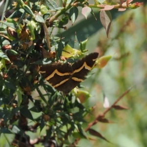 Chrysolarentia oxygona at Namadgi National Park - 18 Dec 2023