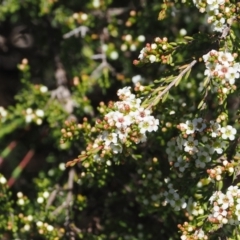 Baeckea gunniana (Alpine Baeckea) at Cotter River, ACT - 18 Dec 2023 by RAllen