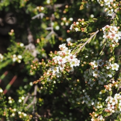 Baeckea gunniana (Alpine Baeckea) at Cotter River, ACT - 18 Dec 2023 by RAllen