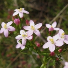 Centaurium sp. (Centaury) at Namadgi National Park - 19 Dec 2023 by JohnBundock