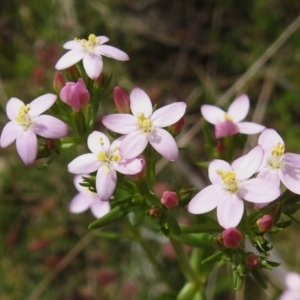 Centaurium sp. at Namadgi National Park - 19 Dec 2023 10:02 AM