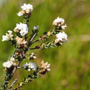 Epacris breviflora at Namadgi National Park - 18 Dec 2023