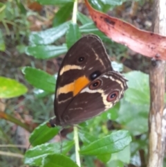 Tisiphone abeona (Varied Sword-grass Brown) at Nadgee, NSW - 19 Dec 2023 by VanceLawrence