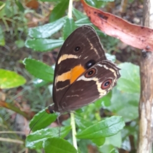 Tisiphone abeona at Nadgee Nature Reserve - 19 Dec 2023 04:21 PM
