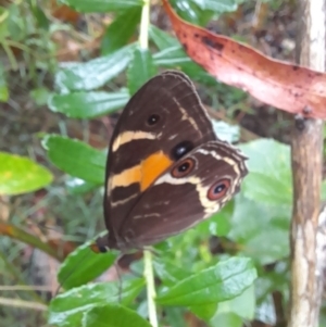 Tisiphone abeona at Nadgee Nature Reserve - 19 Dec 2023 04:21 PM