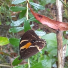 Tisiphone abeona at Nadgee Nature Reserve - 19 Dec 2023