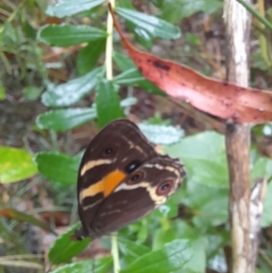 Tisiphone abeona at Nadgee Nature Reserve - 19 Dec 2023