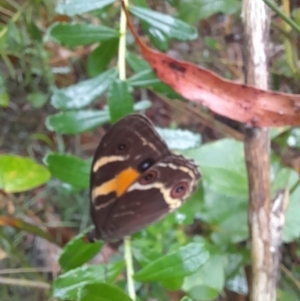 Tisiphone abeona at Nadgee Nature Reserve - 19 Dec 2023