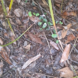 Viola hederacea at Nadgee Nature Reserve - 19 Dec 2023