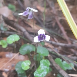 Viola hederacea at Nadgee Nature Reserve - 19 Dec 2023 03:07 PM