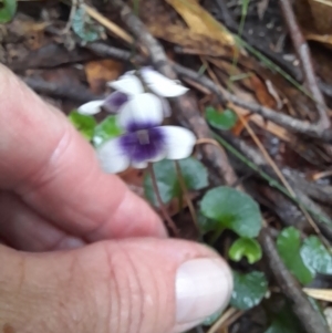 Viola hederacea at Nadgee Nature Reserve - 19 Dec 2023